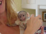 Kūdikių capuchin beždžionė