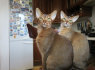 Abisinijos kačiukai paruošti namo