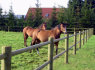 AGRO Tvora, ganyklų, sodų aptverimui. tvoros montažas (8)