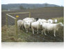 Elniu, danieliu, avių tvoros žemės ūkiui (4)