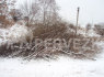 Medžių pjovimas ir šakų išvežimas (3)