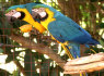 Žavingas pora aukso ir mėlyna ara papūgos priimti (1)
