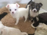 Chihuahua šuniukai laisvų (1)