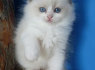 Gražus kačiukai ragdoll