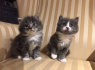 Maine Coon kačiukai