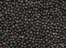 Canola Seeds iš Danijos. whatsapp 4536981823