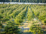Eglučių plantacijų priežiūros darbuotojai Danijoje
