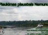 Plaustų nuoma Kaune (1)
