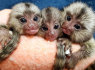 Marmoset Monkeys įvaikinti