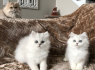 Šiuo metu yra mielų persų kačiukų (1)