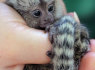 Parduodamos žavios pirštų kūdikių marmozetės beždžionės (1)
