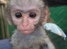 nuostabios kapucinų beždžionės, paruoštos pardavimui (1)
