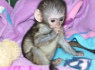 Galima įsigyti protingų beždžionių kūdikių kapucinų (1)