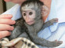 Yra sveikų beždžionių kūdikių kapucinų (1)
