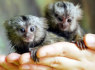 Parduodamos intelektualios beždžionių kūdikių pirštinės (1)