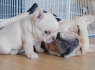 Prancūzų buldogų šuniukai įvaikinti nemokamai
