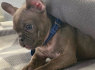 Prancūzų buldogų šuniukai įvaikinti nemokamai