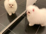 Arbatos puodelis Pomeranijos šuniukai