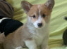 Puošnūs Pembroke Welge Corgi šuniukai paruošti (3)