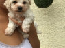 Bichon Frise šuniukas namams (2)