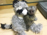 Marmoset beždžionės