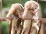 Prijaukintos kapucinų beždžionės