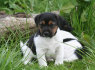 Kokybės Jack Russell terjero šuniukai