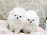 Parduodami puikūs Pomeranijos šuniukai