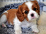 Žavingi Cavalier King Charles šuniukai
