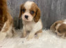 Žavingi Cavalier King Charles šuniukai (2)