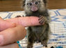 Parduodamos nuostabios marmozetės (1)