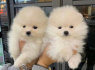 Parduodamas nuostabus Pomeranijos šuniukas (2)