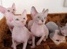 Galimi gražūs Sfinkso kačiukai (2)