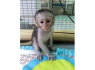 Nuostabios kapucinų beždžionės, skirtos įvaikinti (1)