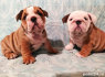 Parduodami sveiki anglų buldogų šuniukai