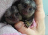 Parduodamos gražios marmozetės