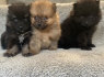 Hermosos cachorros de pomeranain disponibles