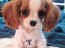 Gražūs Cavalier King Charles šuniukai
