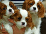 Gražūs Cavalier King Charles šuniukai (2)