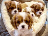 Gražūs Cavalier King Charles šuniukai (3)