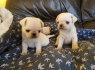 Parduodami gražūs mopso šuniukai (2)