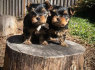 Gražūs Jorkšyro terjerų šuniukai