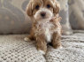 Cavapoo šuniukų supratimas (2)