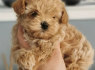 Gražūs šuniukai maltipoo (2)