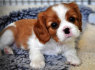 Gražūs Cavalier King Charles šuniukai (2)