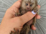 Gražios beždžionės marmozetės (1)