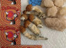 Galima įsigyti šarvus ir LSD paklodes