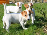 Gražūs miniatiūriniai Džeko Raselio šuniukai (1)