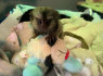 Parduodama beždžionė marmozetė (1)