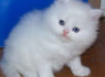 žavingi persų kačiukai, skirti įvaikinti (1)
